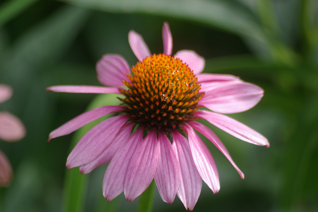 معرفی و راهنمای پرورش گیاهان دارویی - سرخار گل